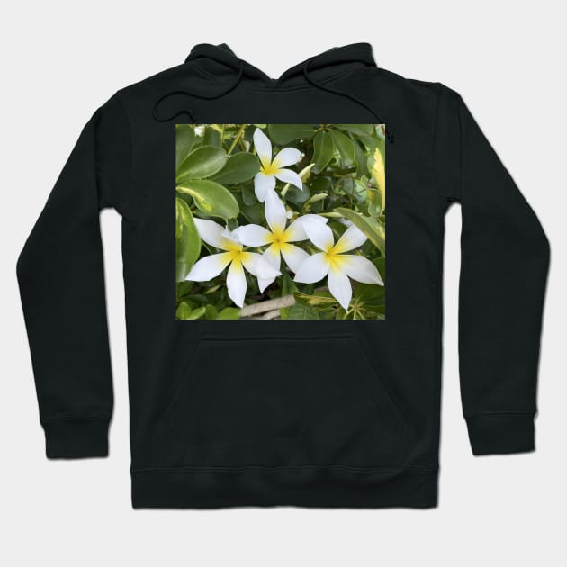 Plumeria Flowers Hoodie by Sparkleweather